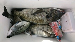 まこと渡船 釣果
