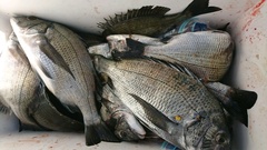 まこと渡船 釣果