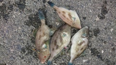 まこと渡船 釣果