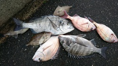 まこと渡船 釣果