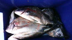 まこと渡船 釣果