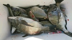 まこと渡船 釣果