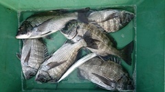 まこと渡船 釣果