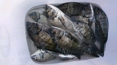 まこと渡船 釣果