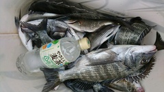 まこと渡船 釣果