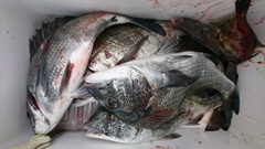 まこと渡船 釣果