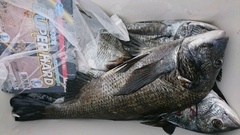 まこと渡船 釣果