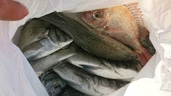 まこと渡船 釣果