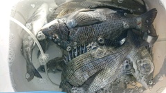 まこと渡船 釣果