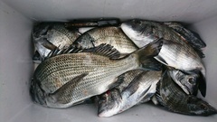 まこと渡船 釣果