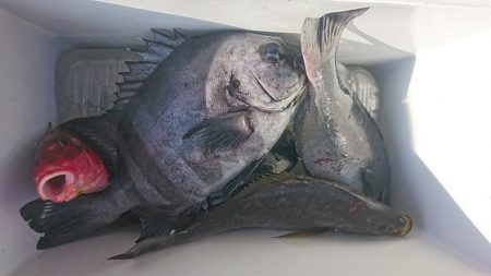 しば渡船 釣果