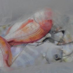 遊漁船 新鋭丸 釣果