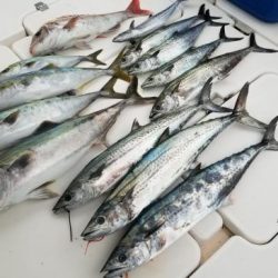 暁〜akatsuki〜 釣果