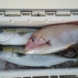 大進丸(新潟) 釣果