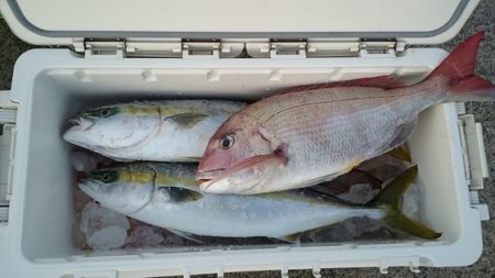 大進丸(新潟) 釣果