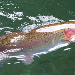 小菅トラウトガーデン 釣果