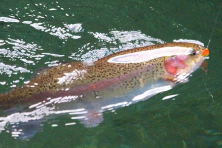 小菅トラウトガーデン 釣果