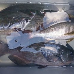 しば渡船 釣果
