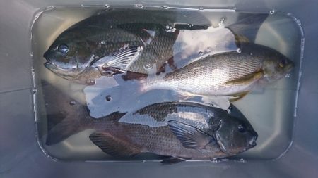 しば渡船 釣果