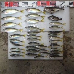 のとじま臨海公園海づりセンター 釣果