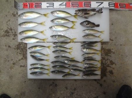 のとじま臨海公園海づりセンター 釣果