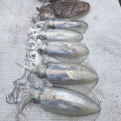 BlueOcean（ブルーオーシャン） 釣果