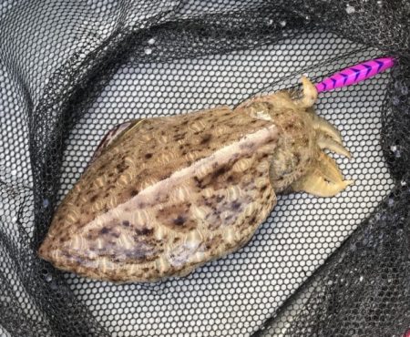 BlueOcean（ブルーオーシャン） 釣果