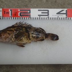 のとじま臨海公園海づりセンター 釣果