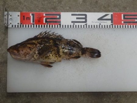 のとじま臨海公園海づりセンター 釣果