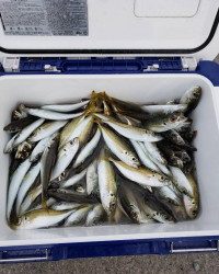 和歌山マリーナシティ釣り公園 釣果