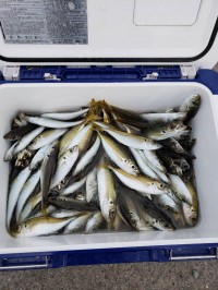 和歌山マリーナシティ釣り公園 釣果