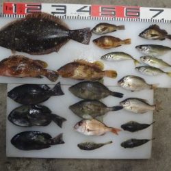 のとじま臨海公園海づりセンター 釣果