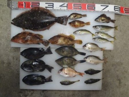 のとじま臨海公園海づりセンター 釣果