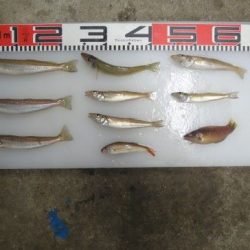 のとじま臨海公園海づりセンター 釣果