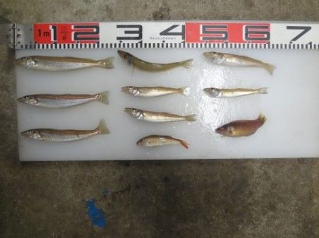 のとじま臨海公園海づりセンター 釣果