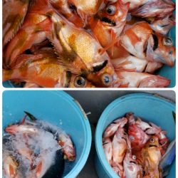 第三隆栄丸 釣果