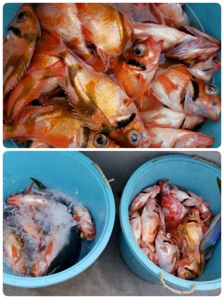 第三隆栄丸 釣果