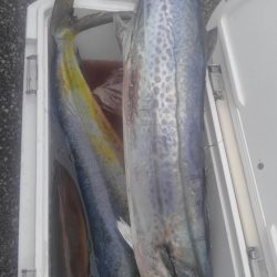 遊漁船 新鋭丸 釣果