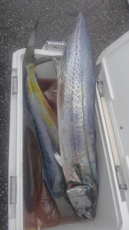 遊漁船 新鋭丸 釣果