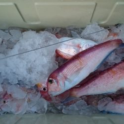 大進丸(新潟) 釣果