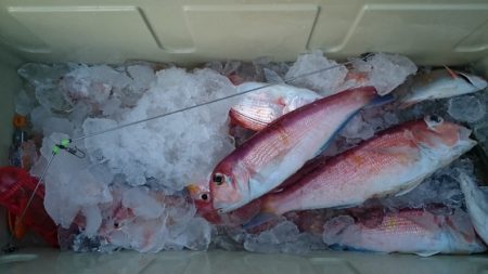 大進丸(新潟) 釣果