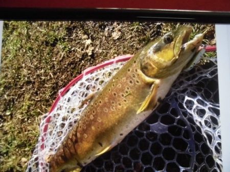 高萩ふれあいの里フィッシングエリア 釣果