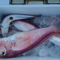 大進丸(新潟) 釣果