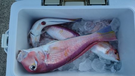 大進丸（新潟） 釣果