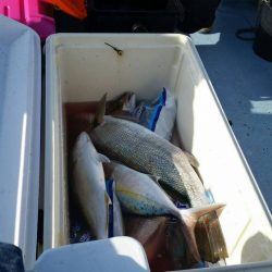 第五慶門丸 釣果