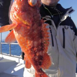 遊漁船 新鋭丸 釣果