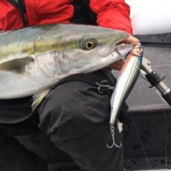 シーマジカル 釣果