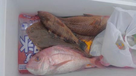 遊漁船 新鋭丸 釣果