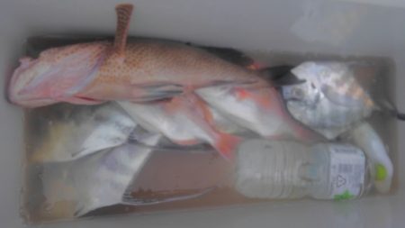 遊漁船 新鋭丸 釣果