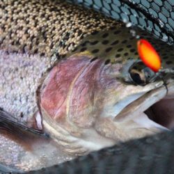 小菅トラウトガーデン 釣果